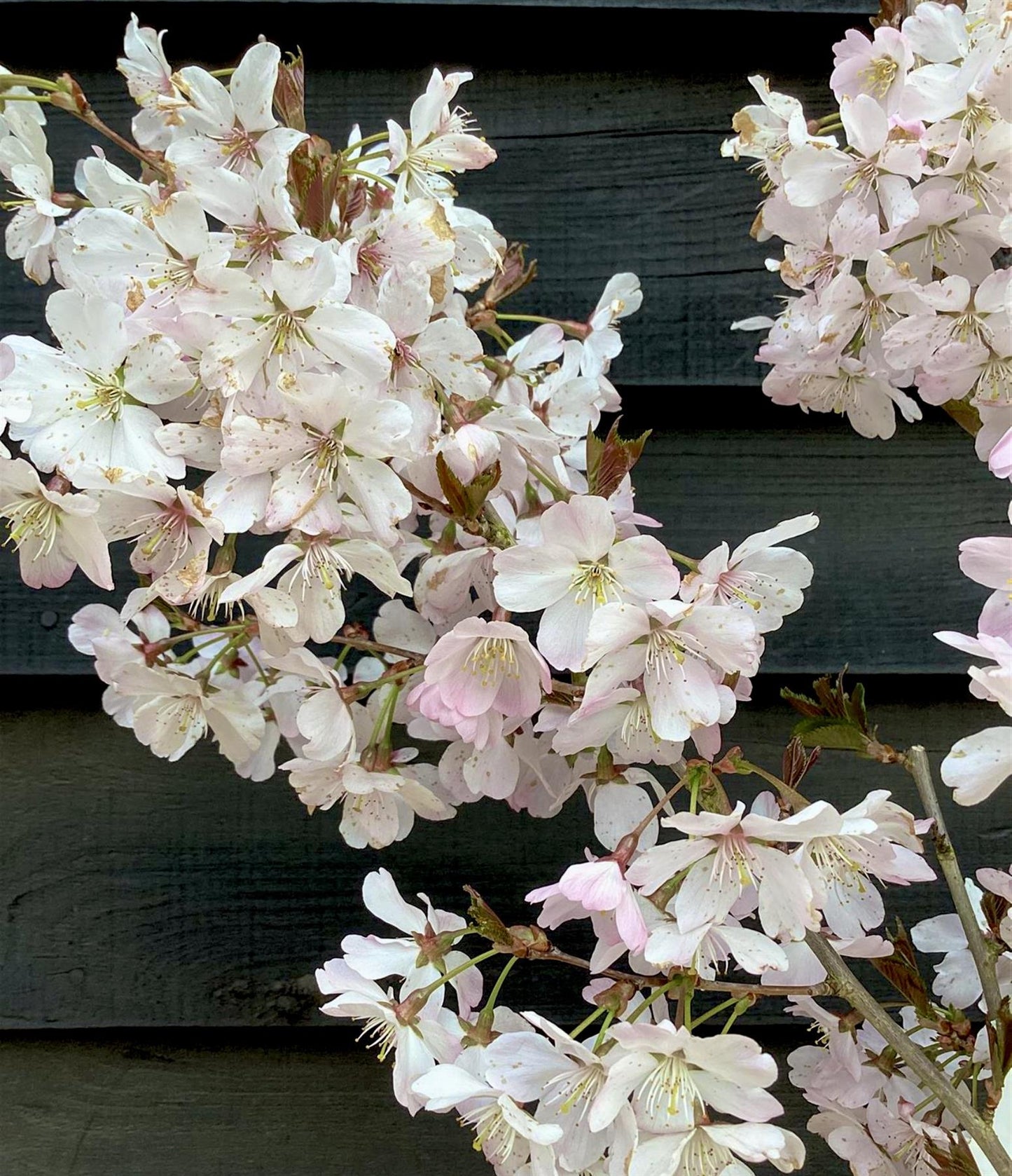 Prunus Pandora | Cherry 'Pandora' - Clear Stem - Standard - Girth 8-10cm - 250-280cm - 70lt