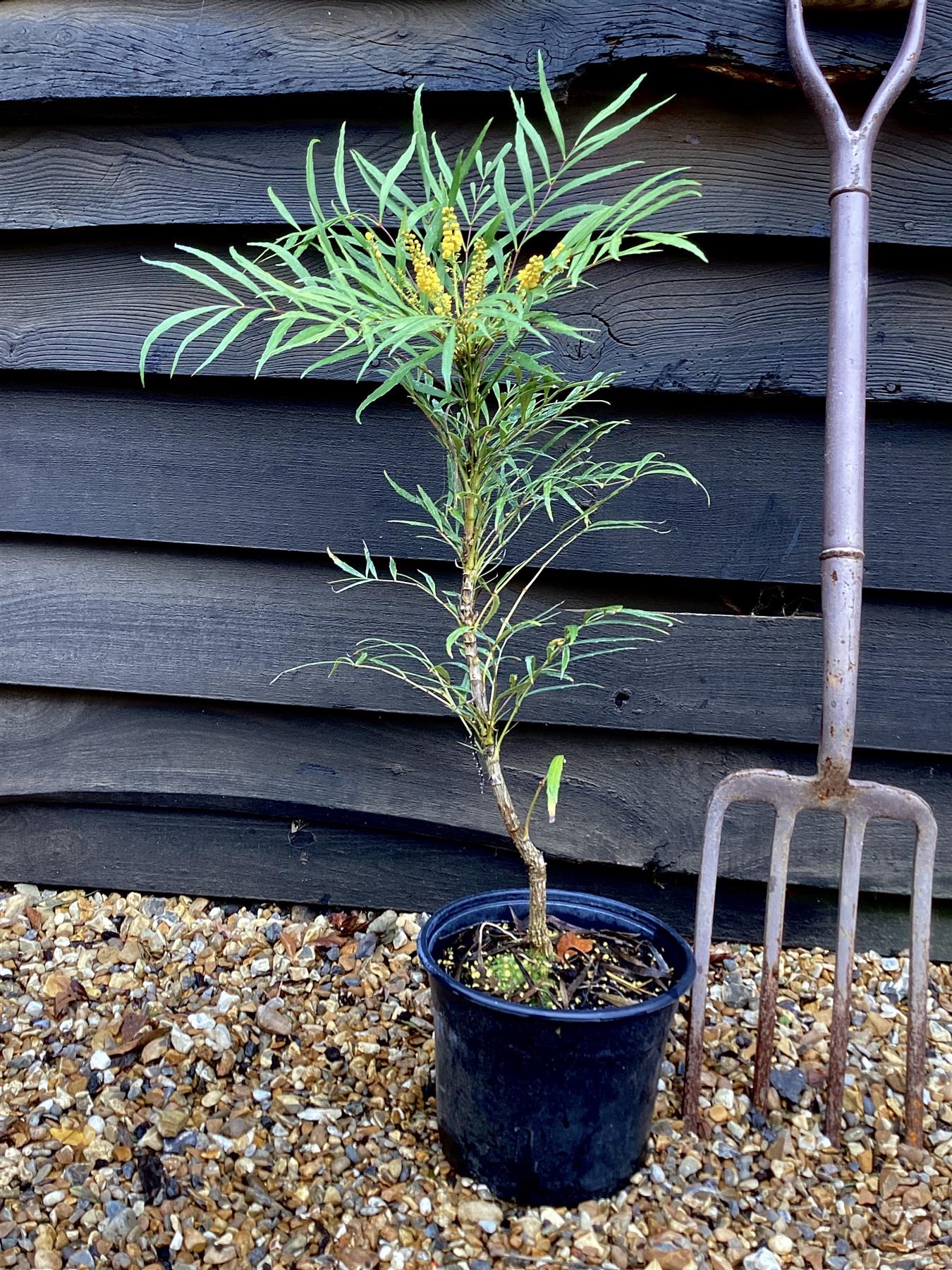 Mahonia eurybracteata 'Soft Caress' - 45-55cm, 5lt