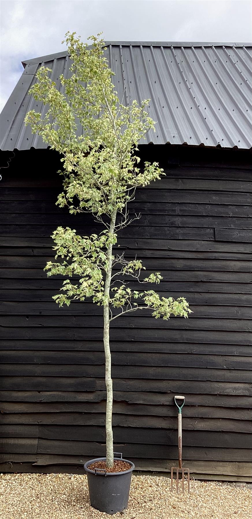 Liquidambar styraciflua 'Albomarginata' | Sweet Gum 'Silver King' - 50lt