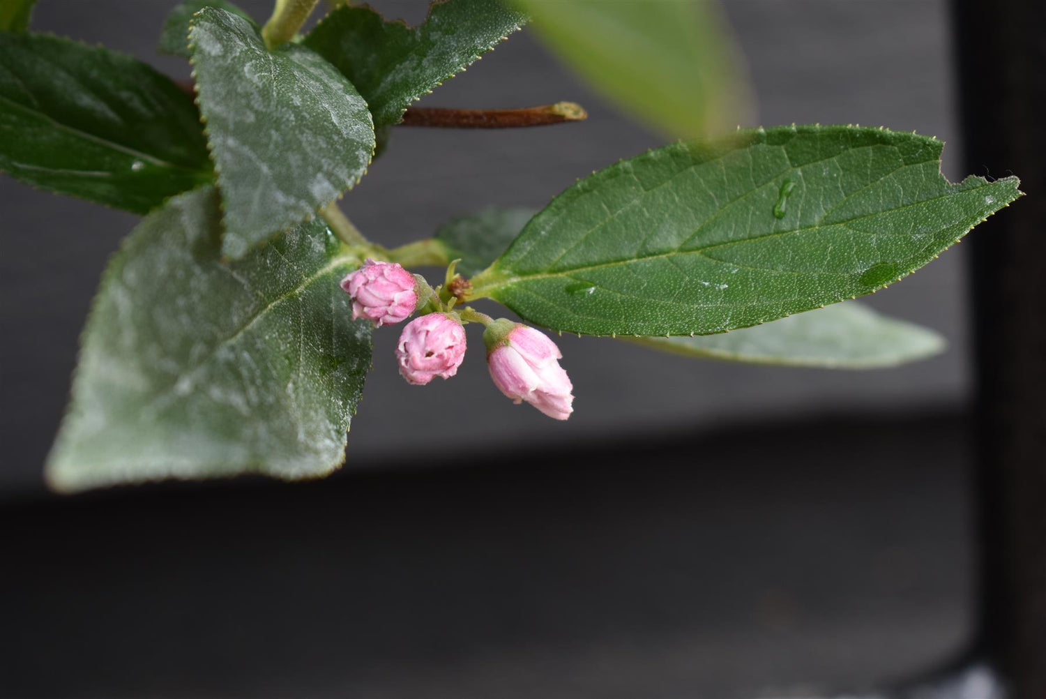 Deutzia scabra 'Pink Pompom' - 3lt