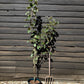 Apple tree 'Spartan' | Malus domestica - MM106 - Semi-Dwarfing - 150-160cm - 10lt