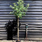 Apple tree 'Idared' | Malus domestica - Semi Dwarfing - Height 160-170cm - 20lt