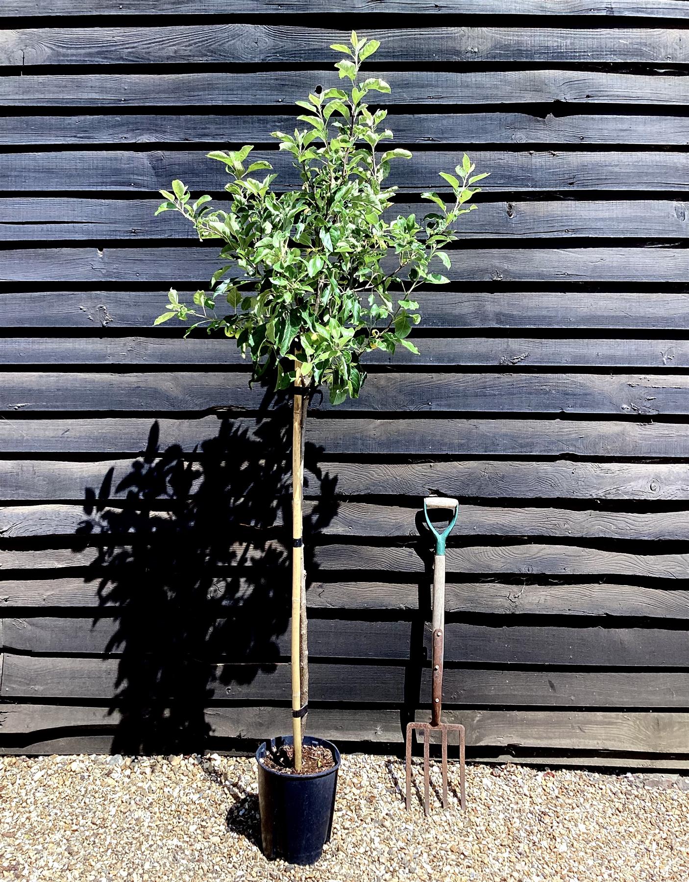 Apple tree 'Idared' | Malus domestica - Semi Dwarfing - Height 160-170cm - 20lt