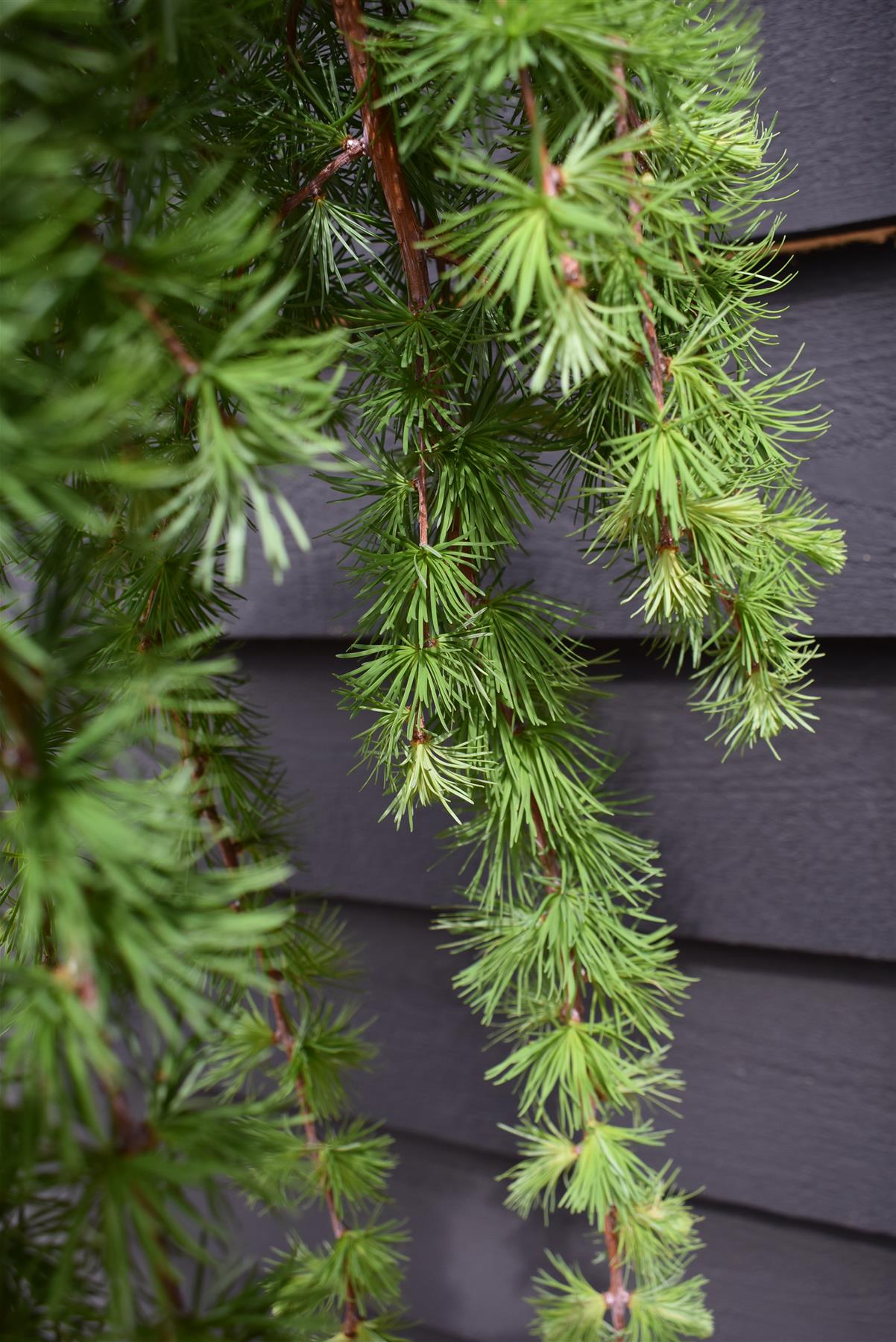 Larix kaempferi 'Stiff Weeper' - Stem - 100-110cm, 15lt