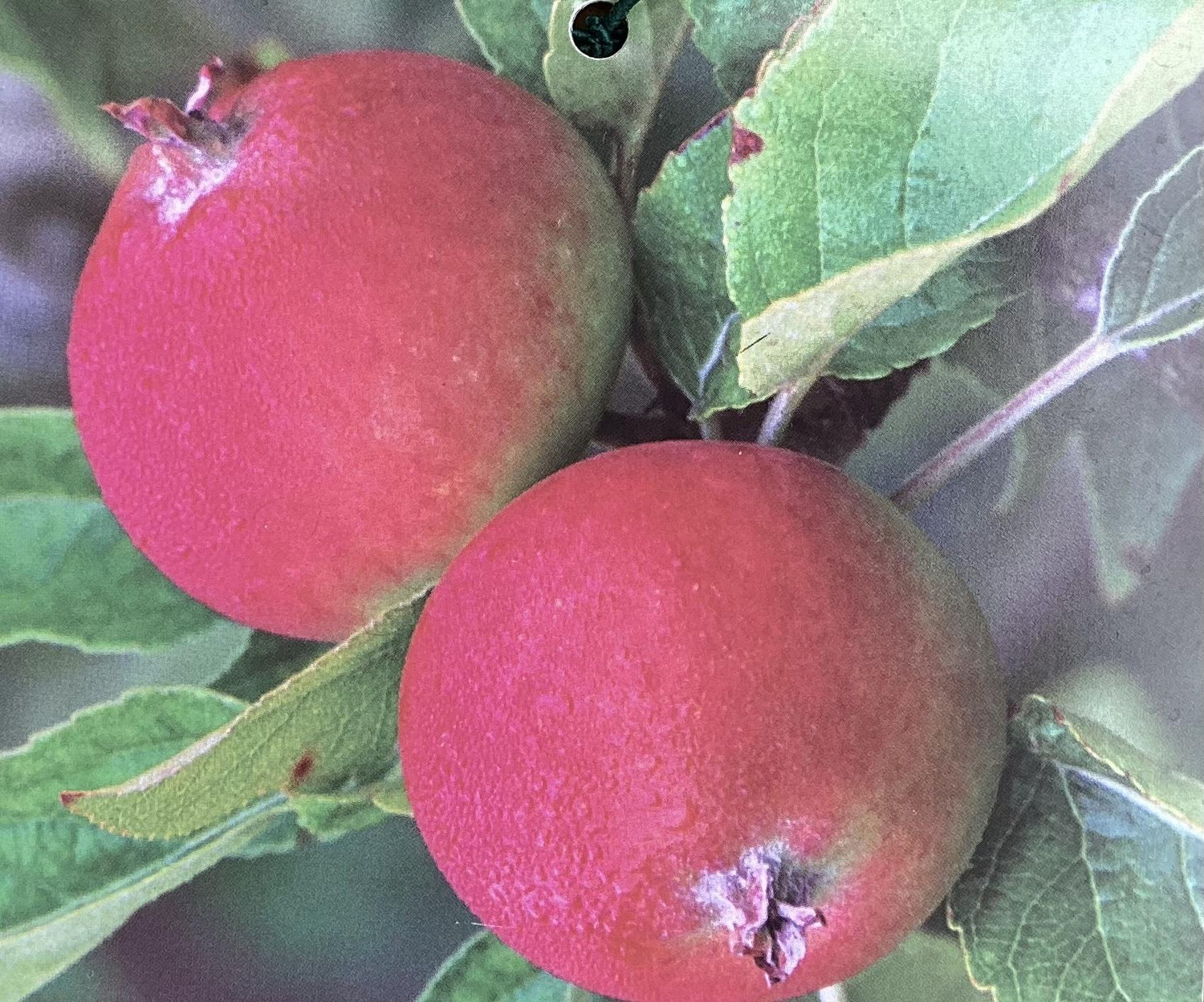 Apple tree 'Laxton's Superb' | Malus domestica - M27 - Ultra-Dwarfing - 130-140cm - 10lt