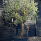 Olive Tree |  Olea Europea- Specimen - Straight double stem - Trunk height 80cm - Height 220-250cm - Girth 45cm - 160lt