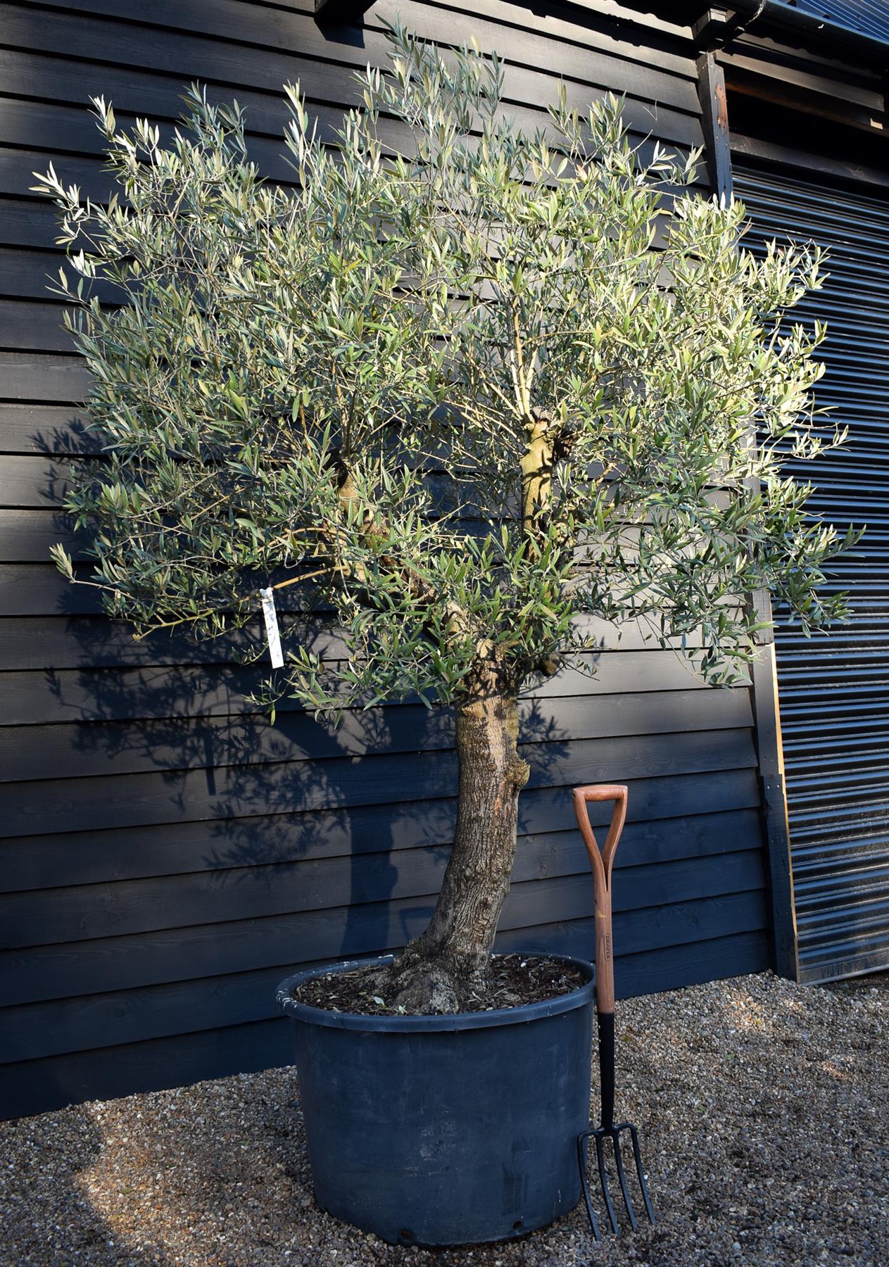 Olive Tree |  Olea Europea- Specimen - Straight double stem - Trunk height 80cm - Height 220-250cm - Girth 45cm - 160lt