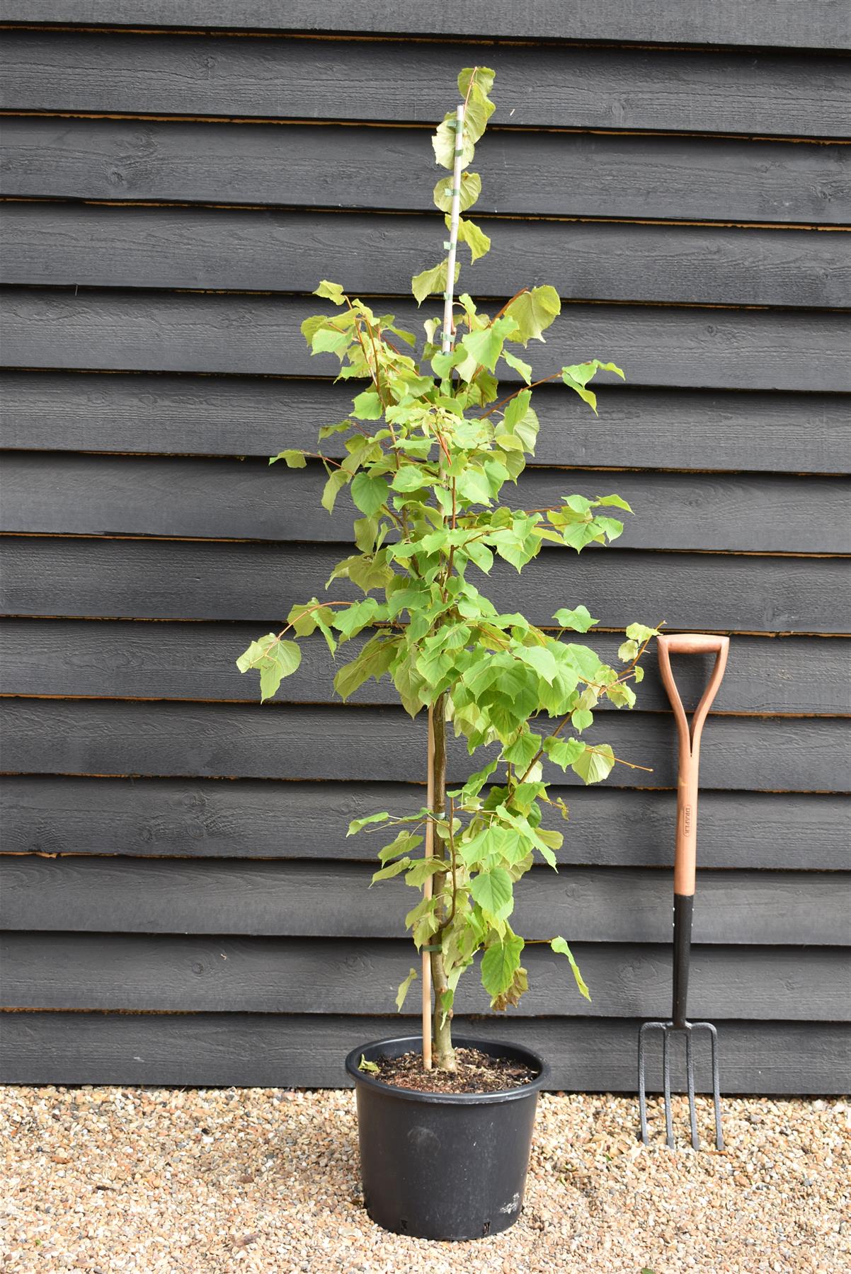 Tilia cordata | Small-Leaved Lime - Height 160-200cm - 20lt