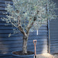 Olive Tree |  Olea Europea - Specimen - Straight triple branch - Trunk Height 70cm - Height 200cm - Girth 50cm - 160lt