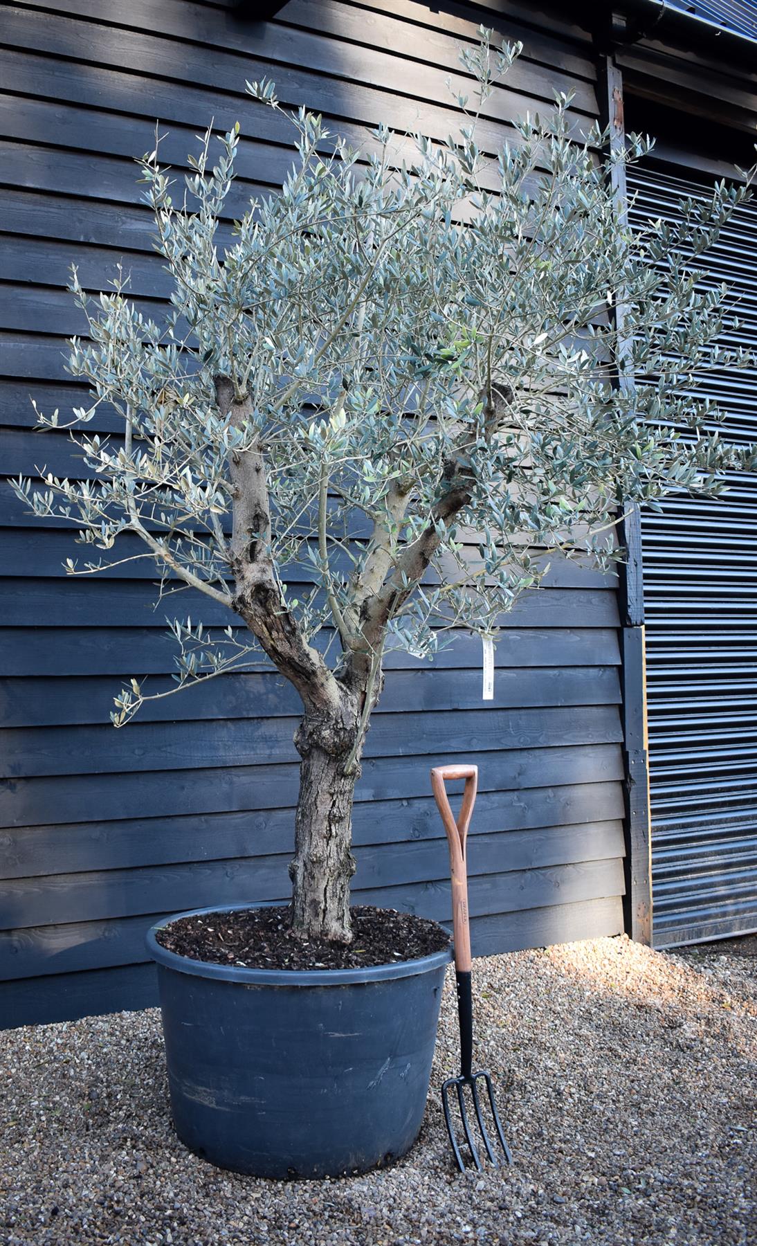 Olive Tree |  Olea Europea - Specimen - Straight triple branch - Trunk Height 70cm - Height 200cm - Girth 50cm - 160lt