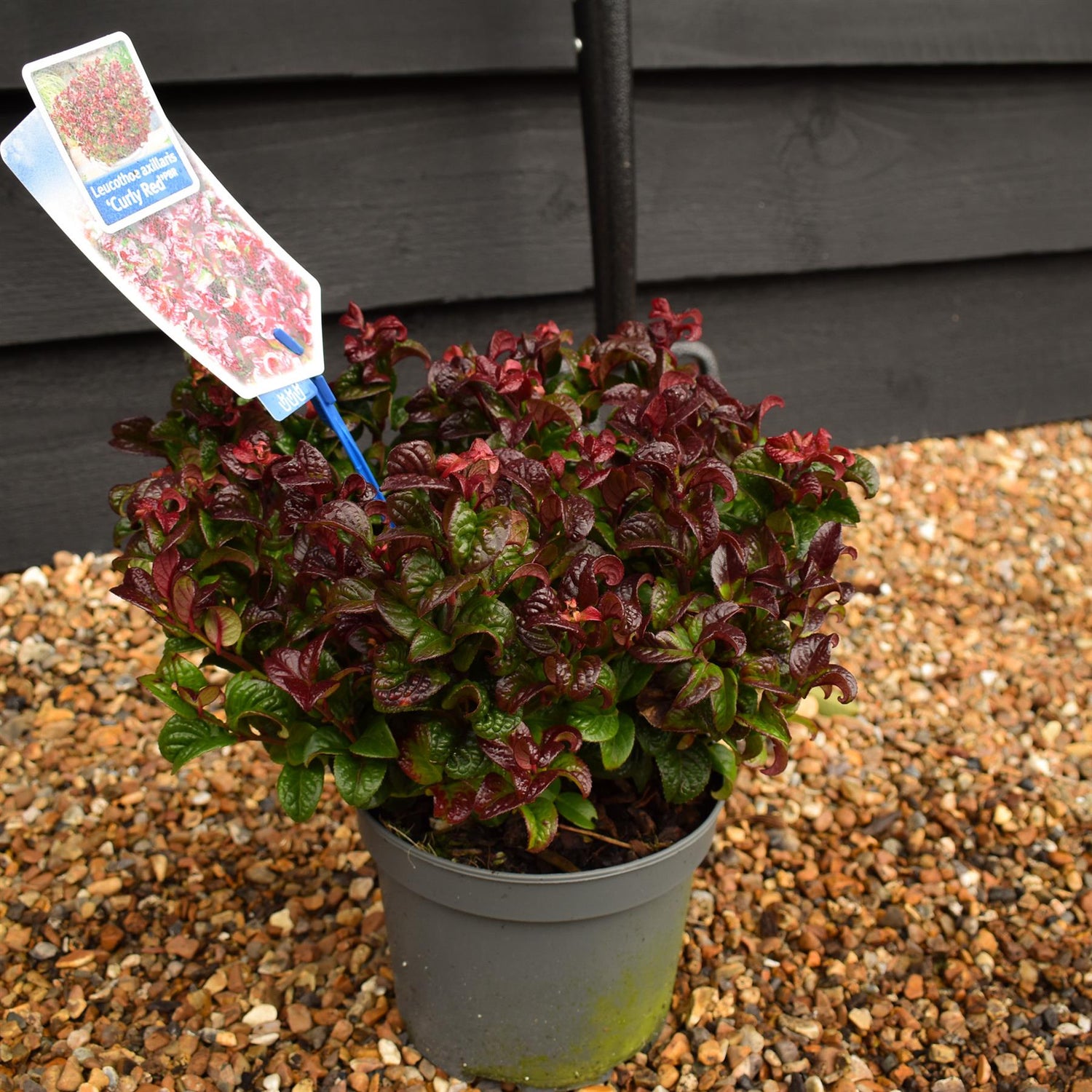 Leucothoe Axillaris 'Curly Red'| Dog Hobble - 15-25cm - 2lt