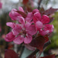 Malus Neville Copeman | Purple Crab Apple Tree, Clear Stem - Standard -  Girth 10-12cm - Height 360-380cm - 70lt