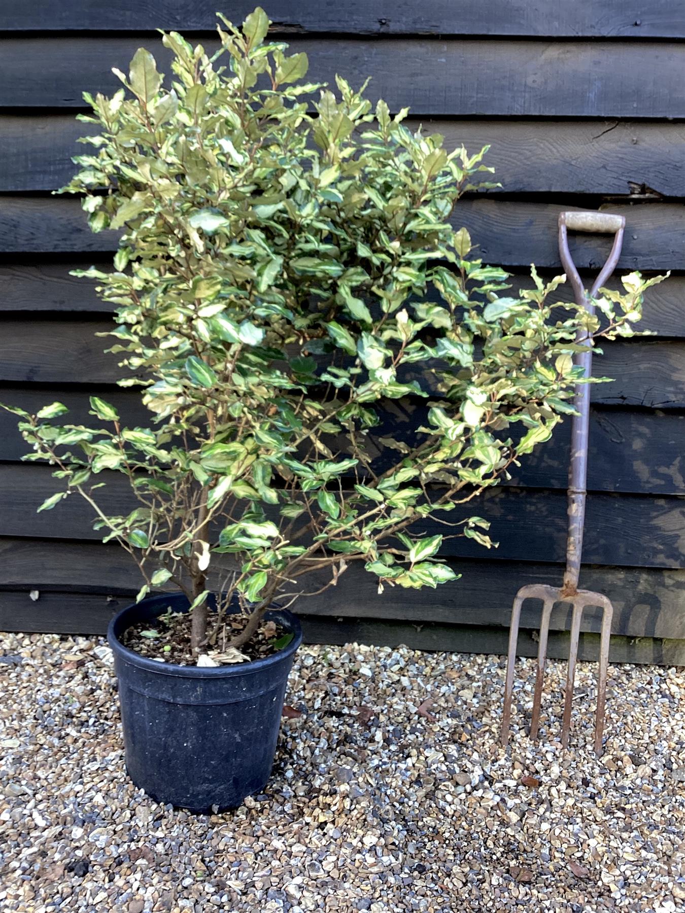 Elaeagnus x ebbingei 'Maryline' - 100cm, 10lt