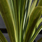 Cordyline indivisa | Mountain Cabbage Tree - 120-180cm - 40lt