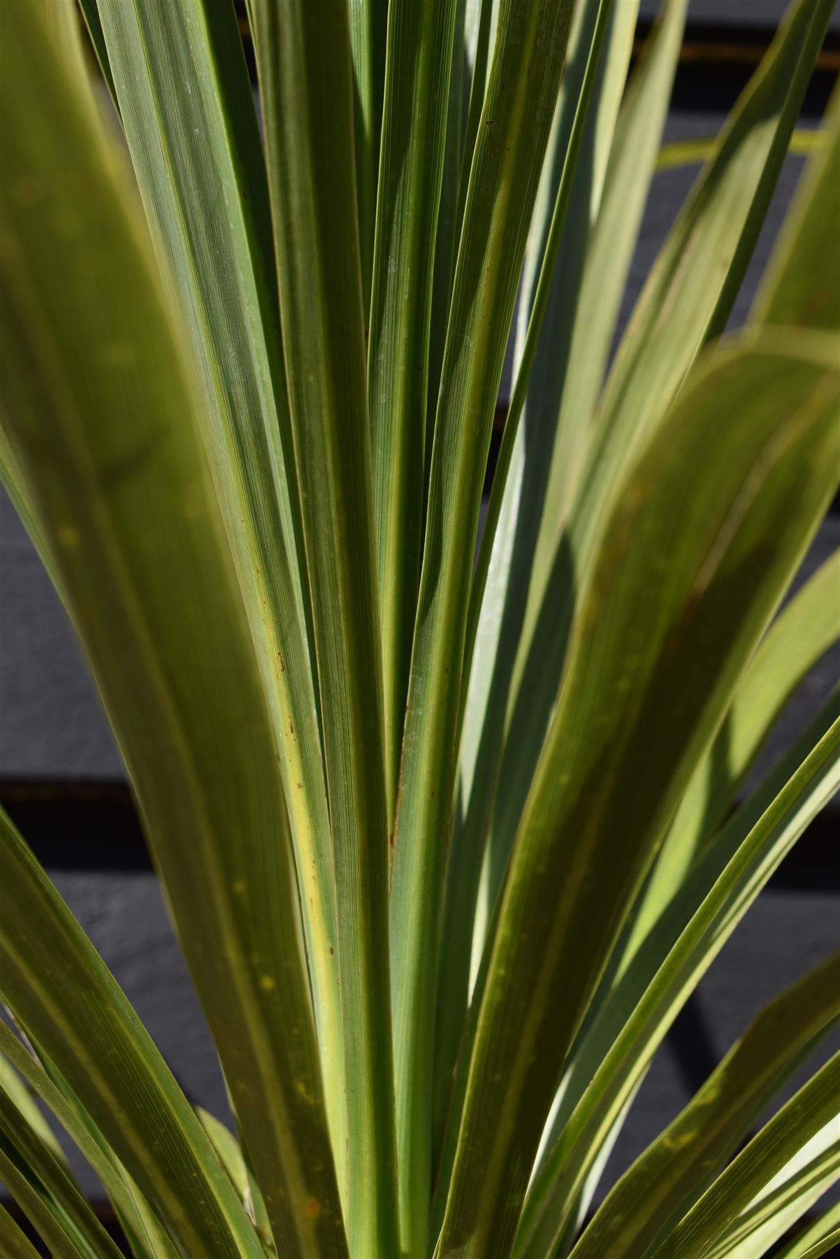 Cordyline indivisa | Mountain Cabbage Tree - 120-180cm - 40lt