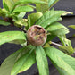 Medlar 'Nottingham' | Mespilus germanica - 150-160cm - 12lt