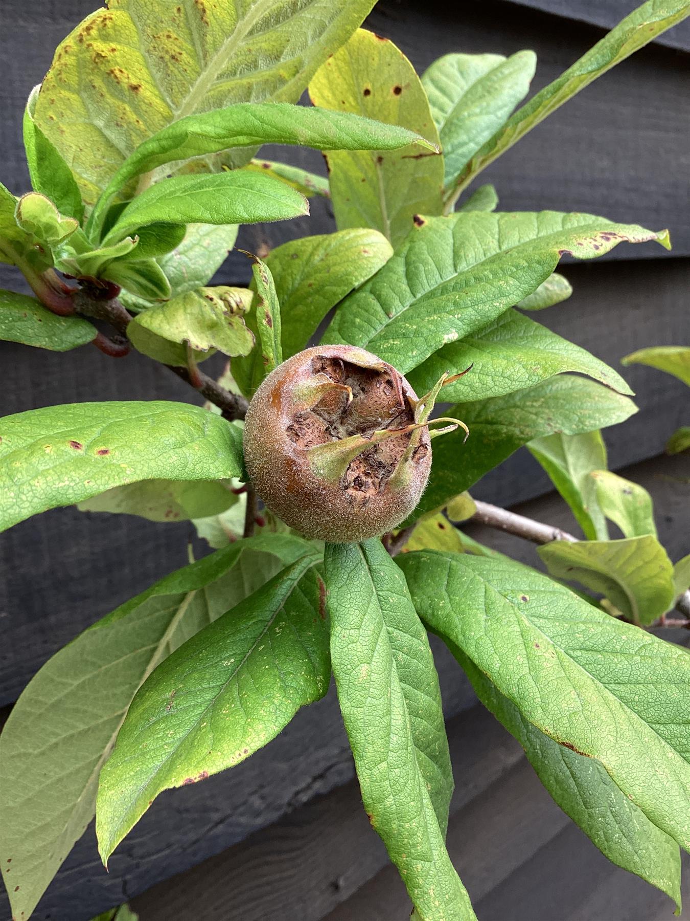 Medlar 'Nottingham' | Mespilus germanica - 150-160cm - 12lt