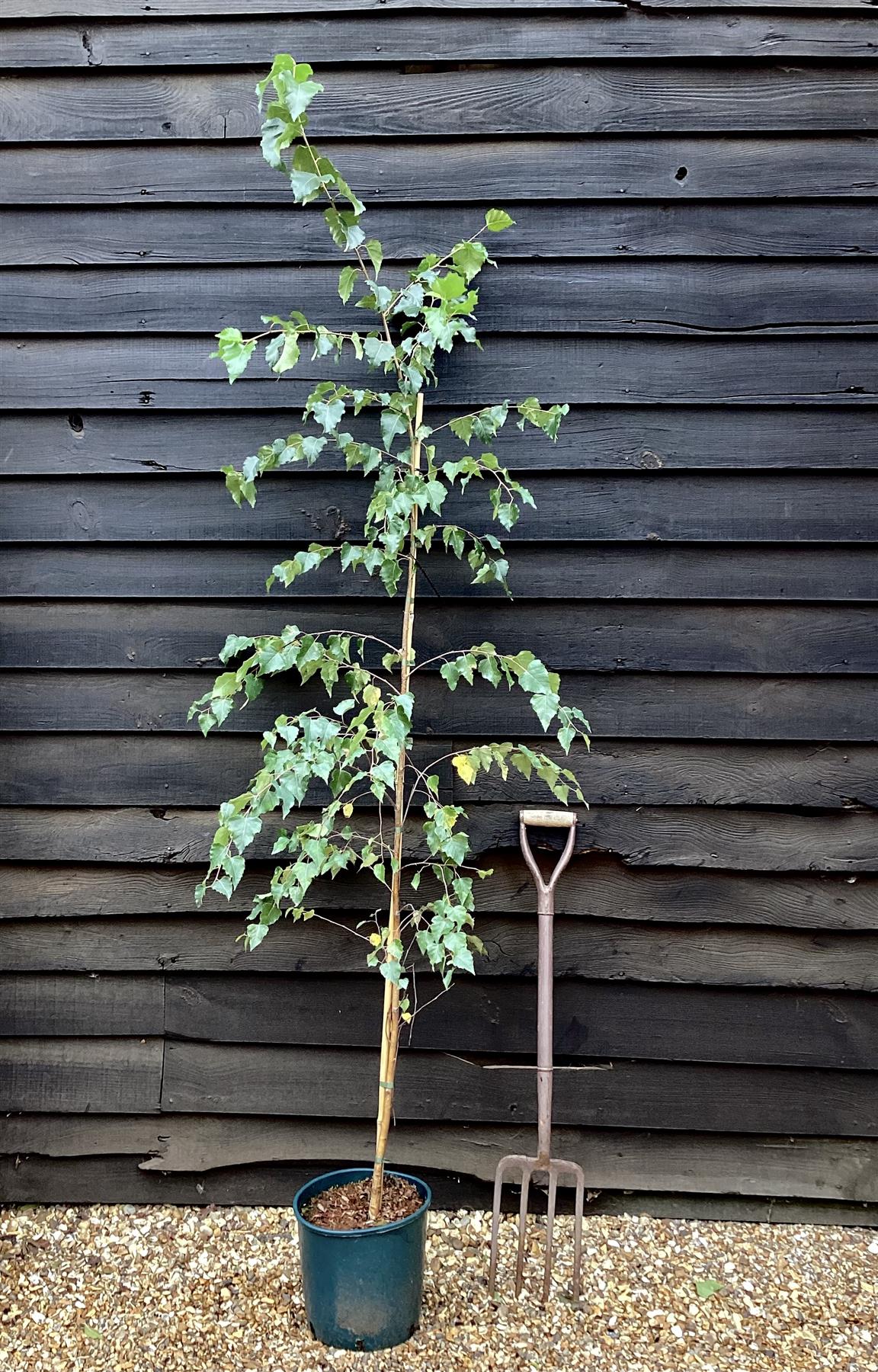 Birch European White | Betula Pendula - 150-200cm, 10lt