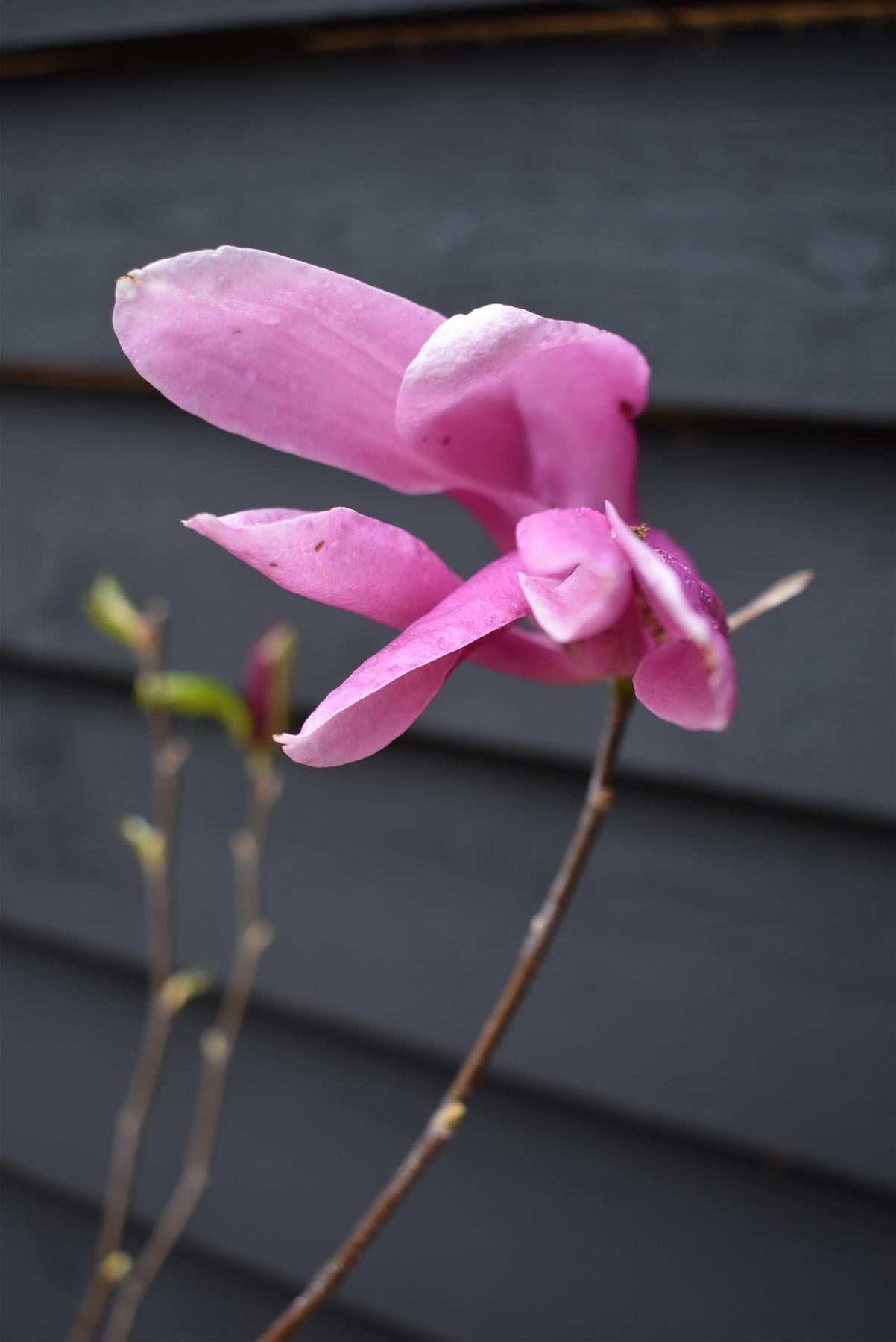 Magnolia Susan - Bush - Height 95-130cm - 10lt