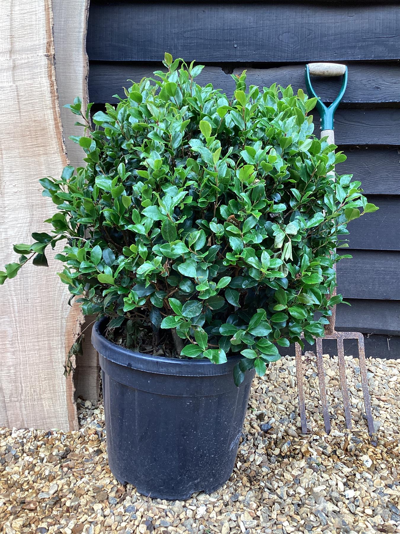 Camellia sasanqua - Ball - 80cm, 30lt