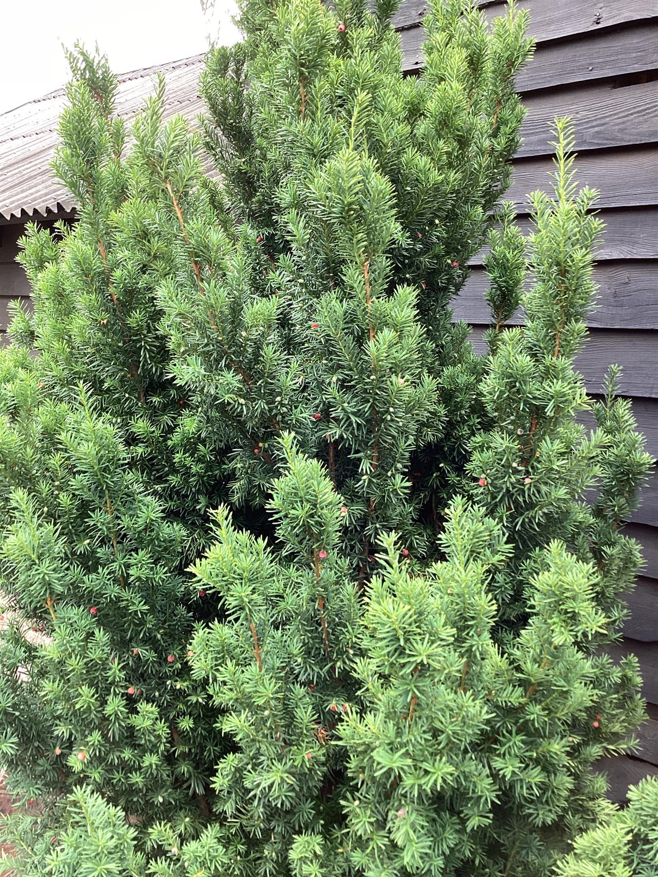 Taxus Media 'Hillii' | Yew 'Hilli' Tree/Large Shrub - Upright Taxus - Bushy - Height 200-220cm - 130lt