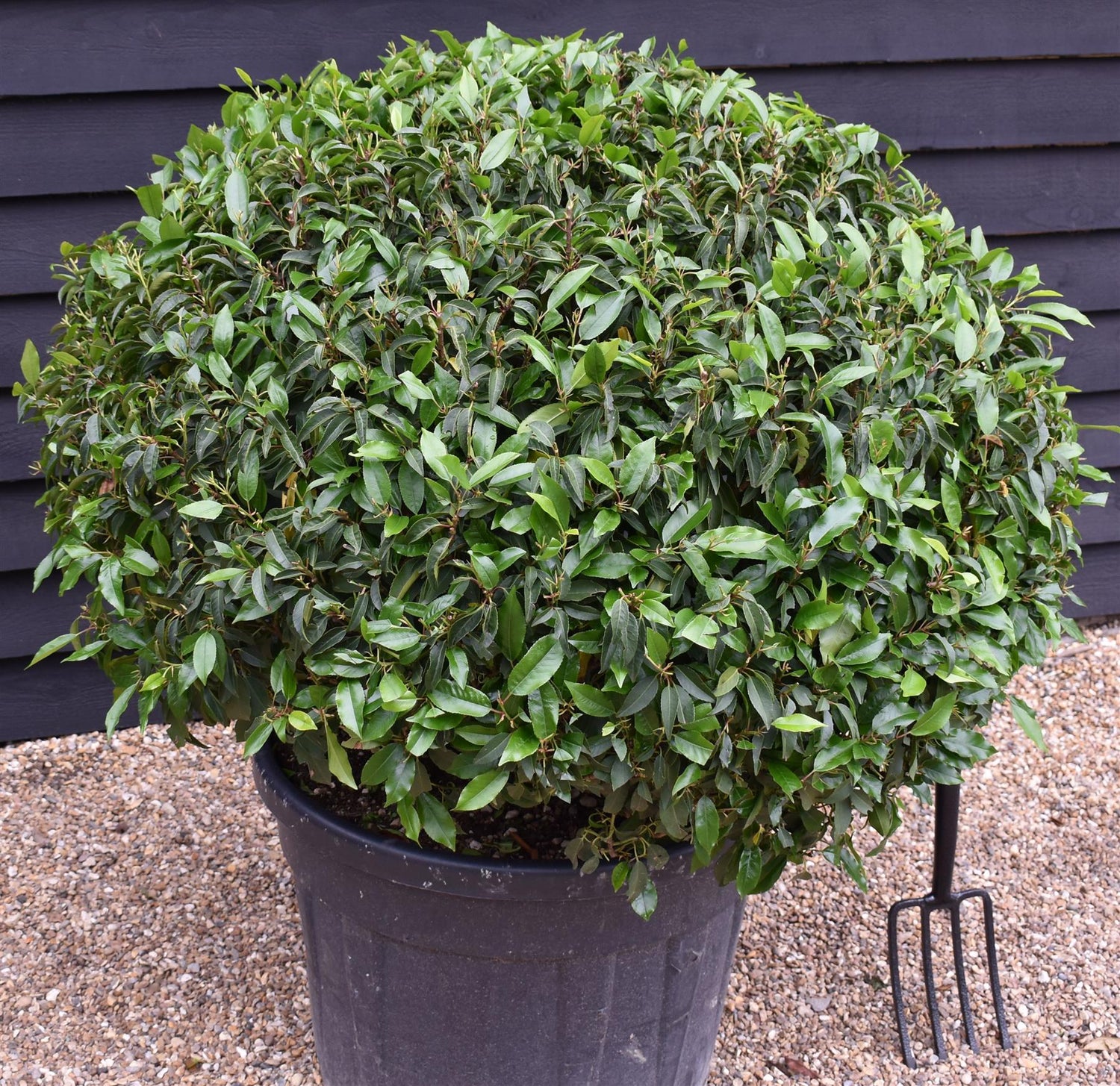 Portuguese Laurel Ball - Large and Dense | Prunus lusitanica 'Angustifolia' Ball - Height 90-110cm - Width 90-110cm - 130lt