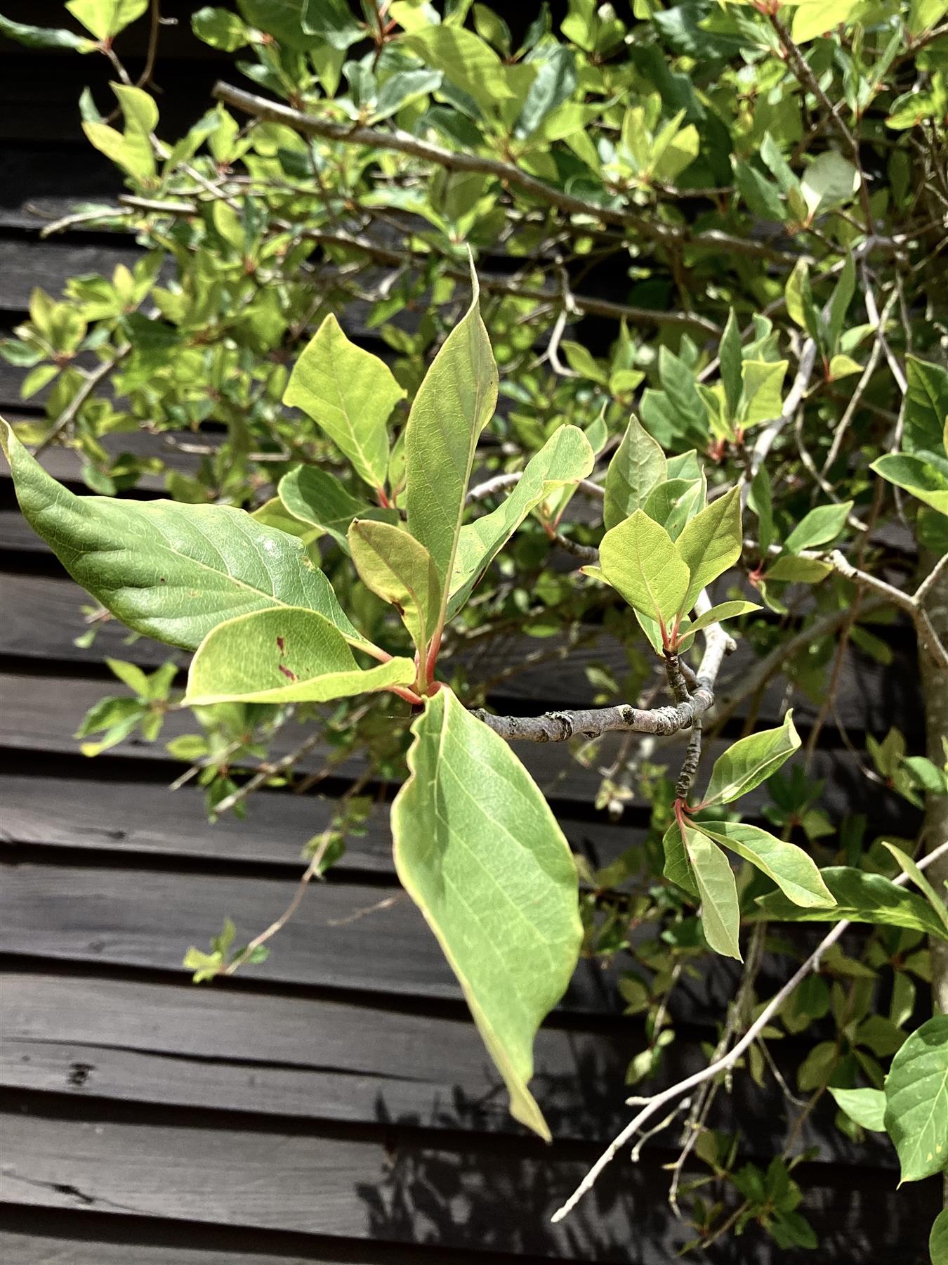 Nyssa sylvatica | Black Gum Tree - Height 400-470cm, 110lt