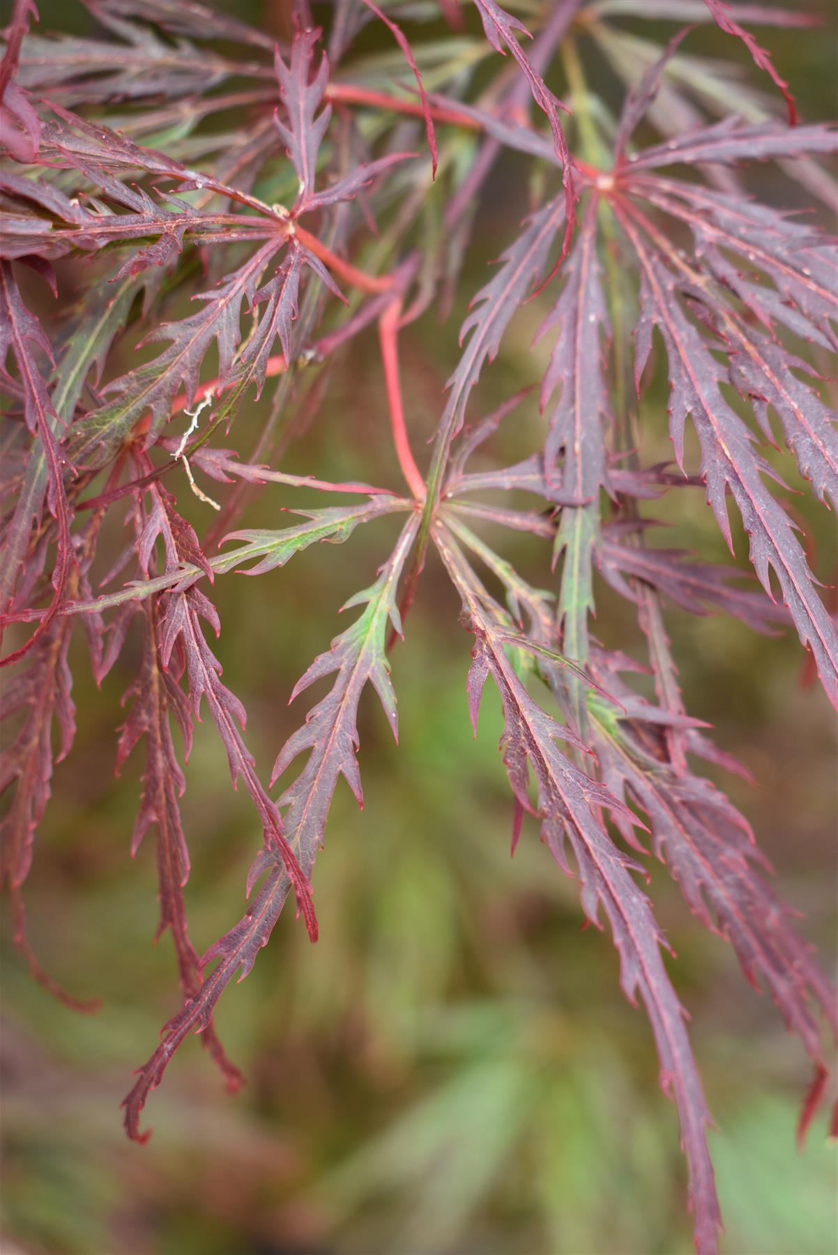 Acer palmatum 'Garnet' | Japanese Maple 'Garnet' - Bushy - Height 120-140cm - 35lt