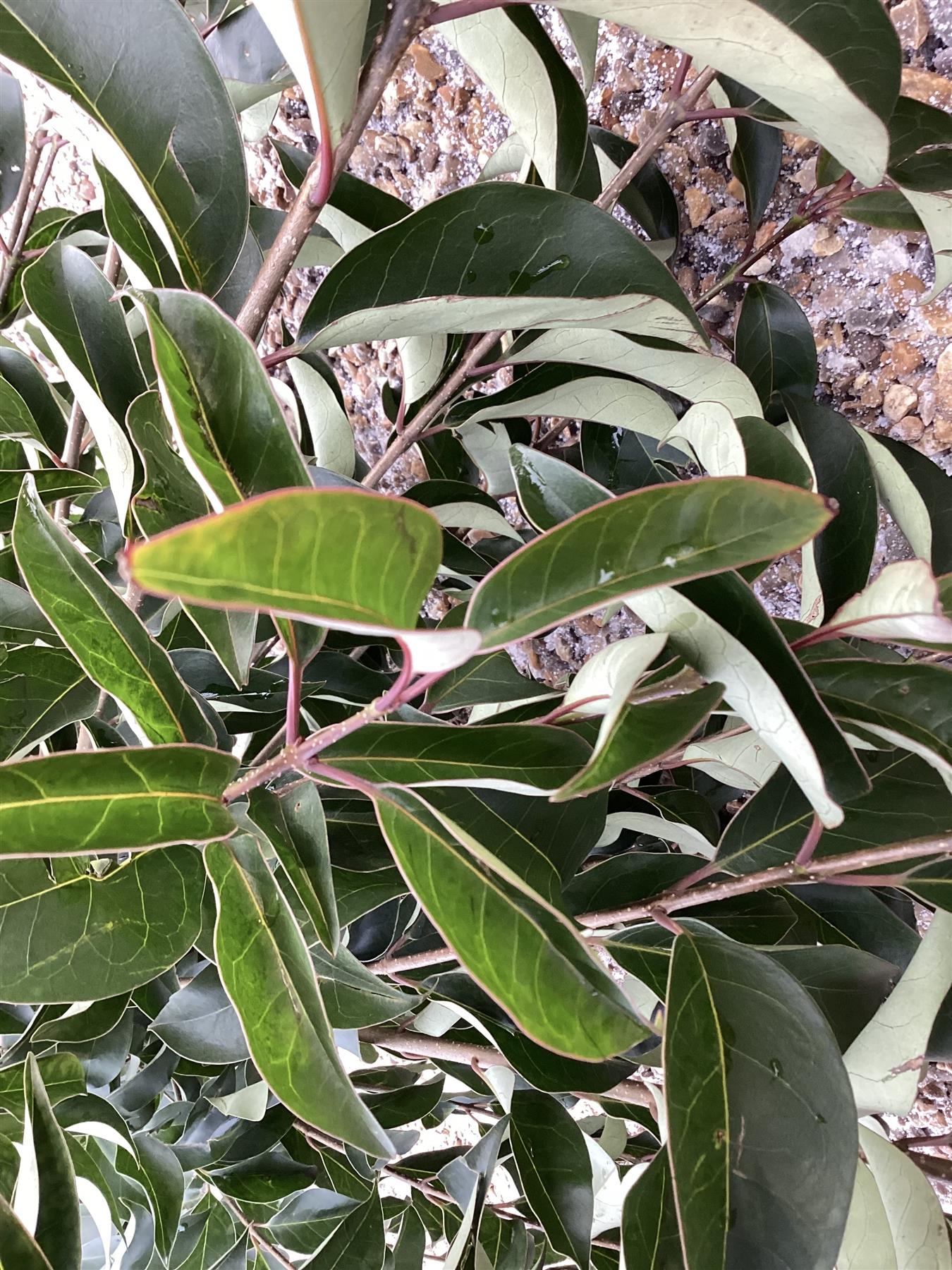 Ligustrum japonicum Standard - Girth 8-10 cms