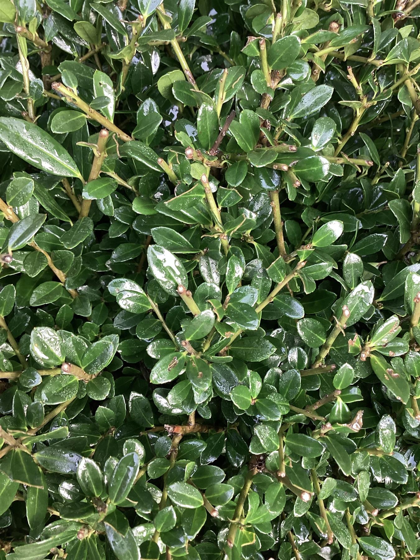 Ilex Crenata Luxus Globe - Width 50cm - 20lt