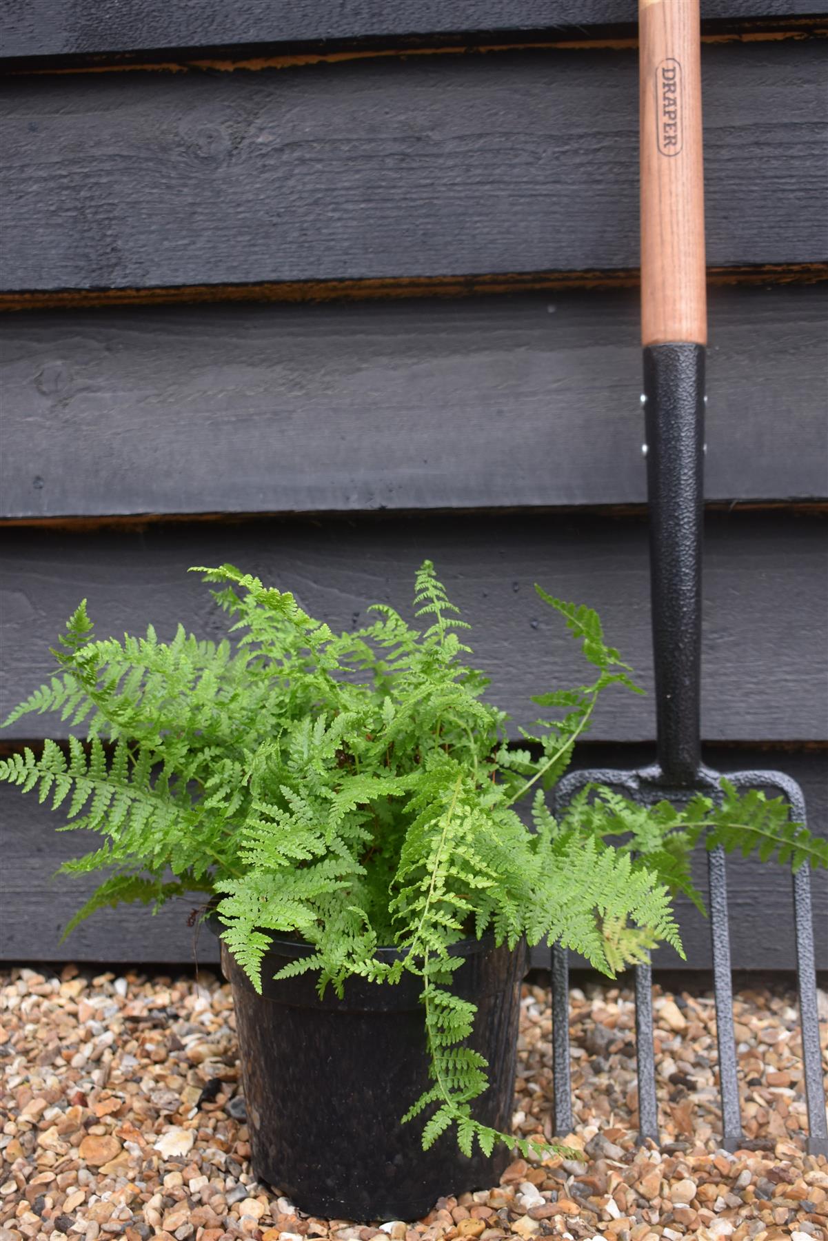 Athyrium filix-femina "Lady in Red" | Lady Fern- 3lt