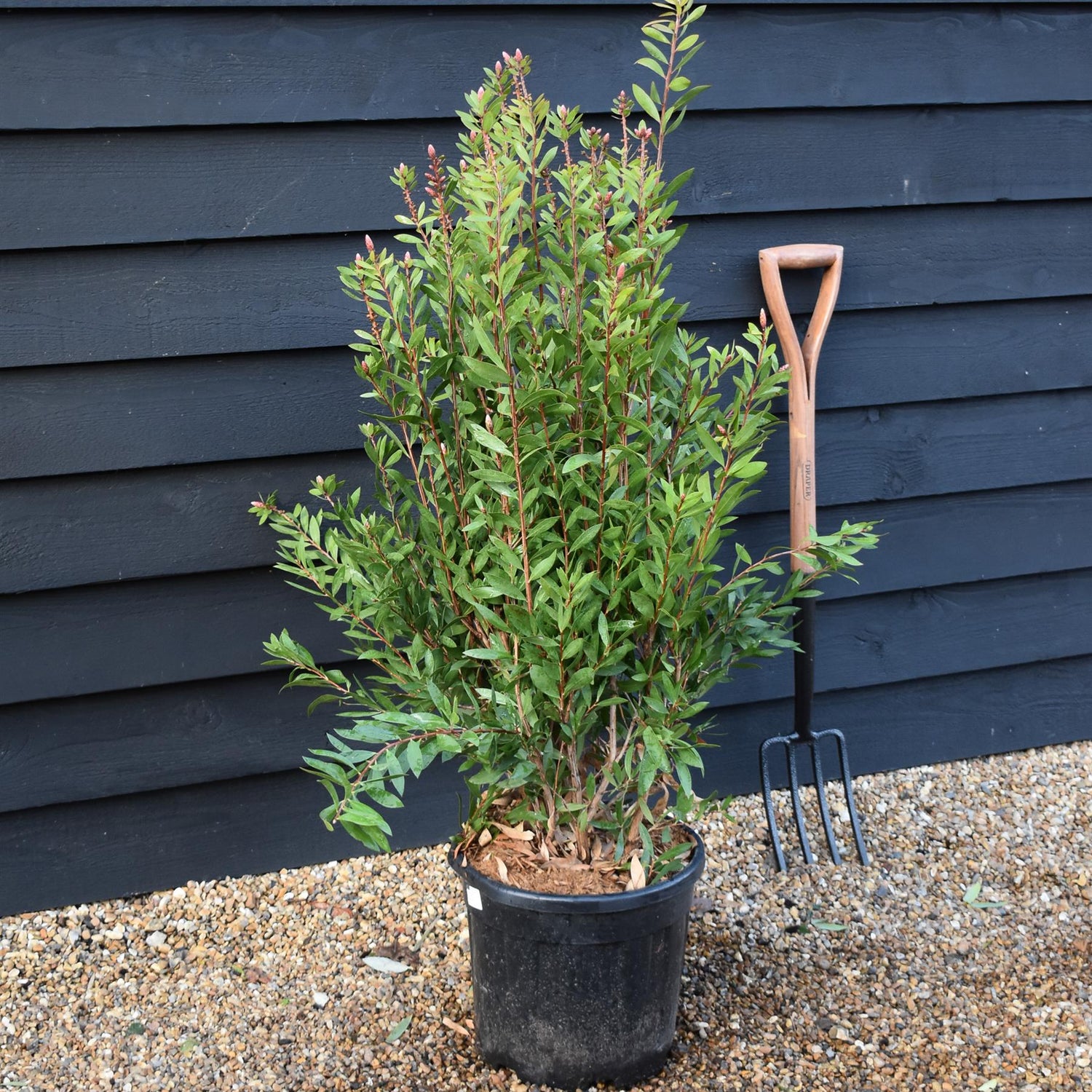 Callistemon Laevis | Bottlebrush - Shrub - Height 100-120cm - 20lt