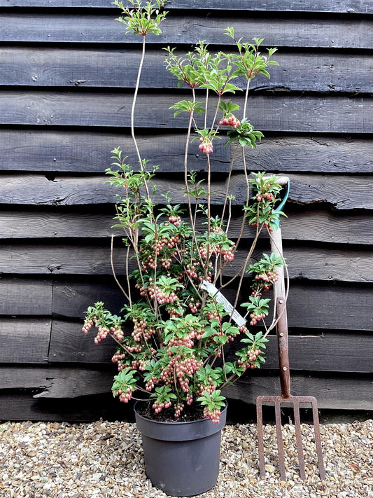 Enkianthus 'Pagoda' | Pagoda Bush - 80cm, 10lt