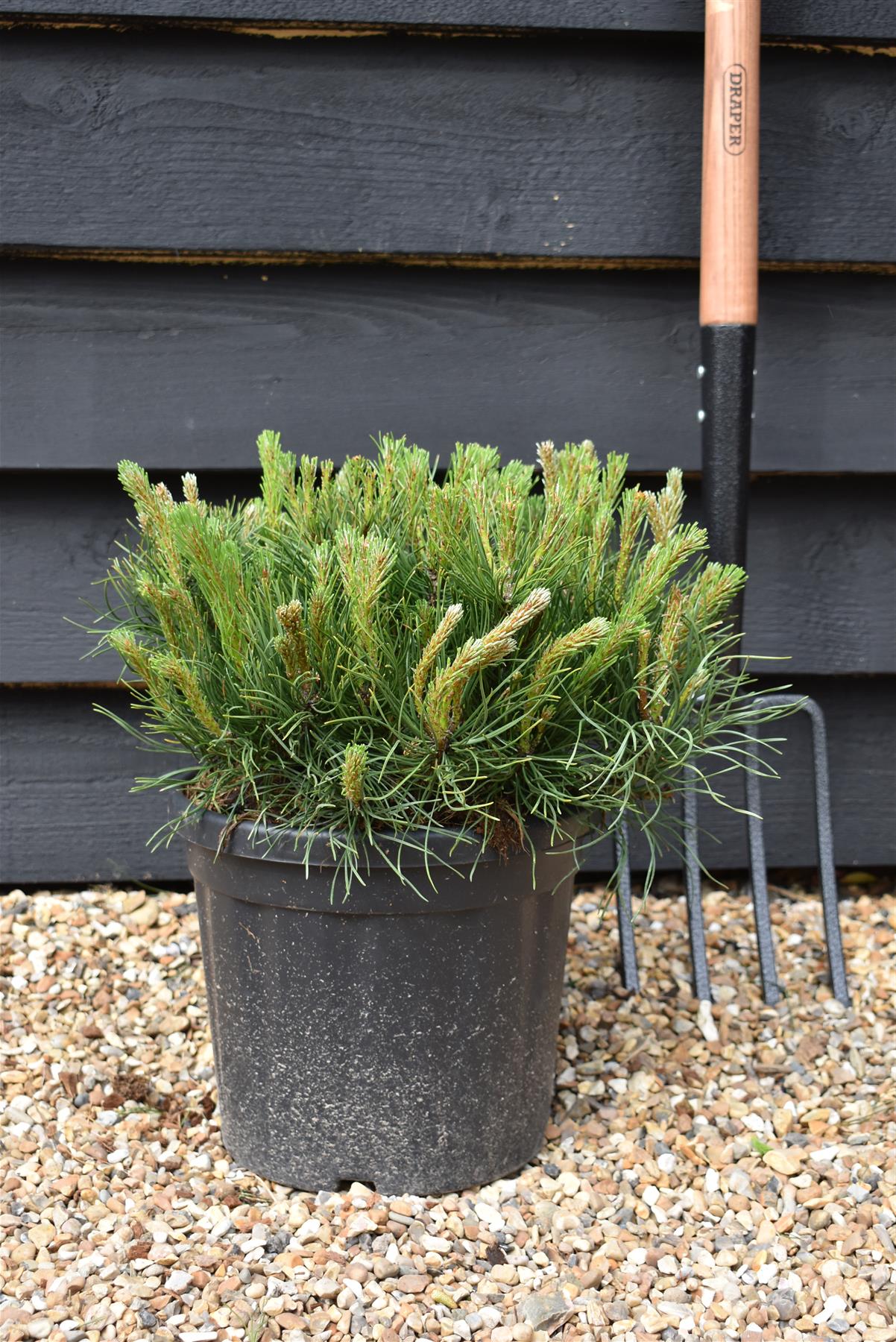 Pinus mugo 'Pumilio' | Dwarf Mountain Pine - Height 20-30cm - Width 20-30cm - 8lt