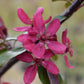 Malus Direktoer Moerland | Improved Profusion Crab Apple Tree, Height - 240-260cm, 20lt