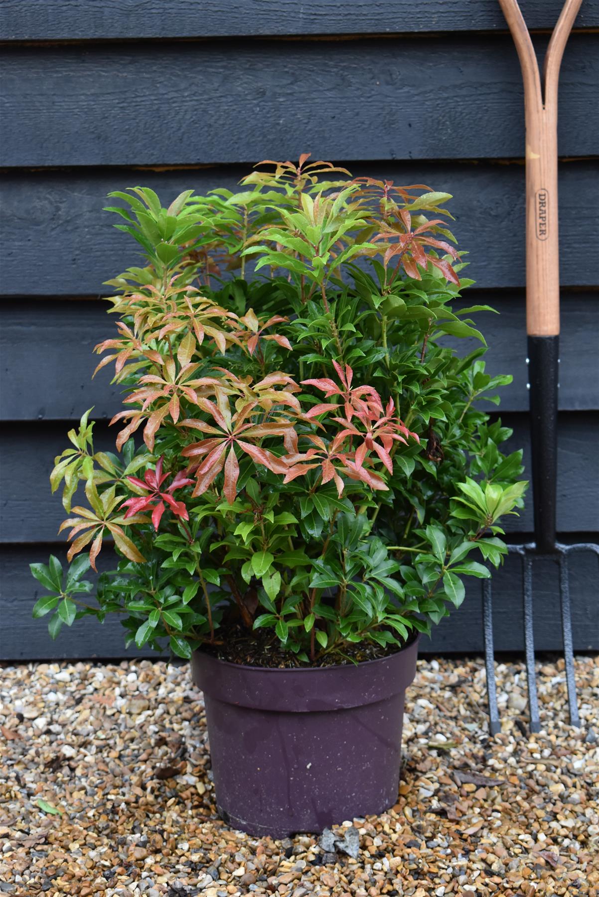 Pieris Japonica Mountain Fire - Shrub - 50-70cm - 7lt