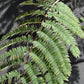 Albizia Julibrissin Summer Chocolate | Silk Tree - Height 160-180cm - 12lt