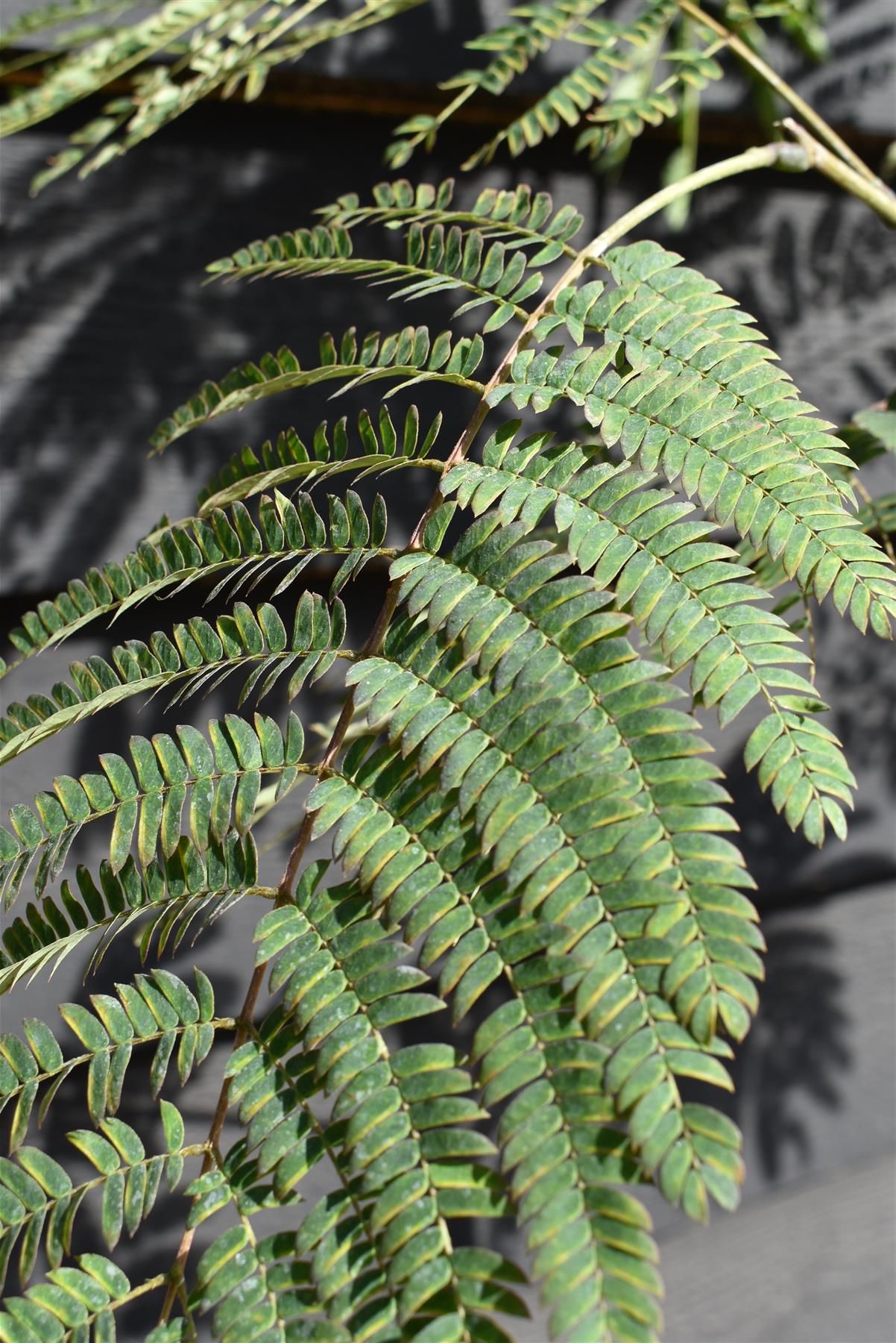 Albizia Julibrissin Summer Chocolate | Silk Tree - Height 160-180cm - 12lt