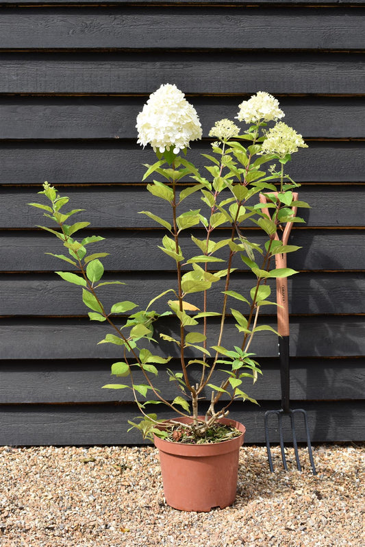 Hydrangea paniculata 'Limelight' - 10lt