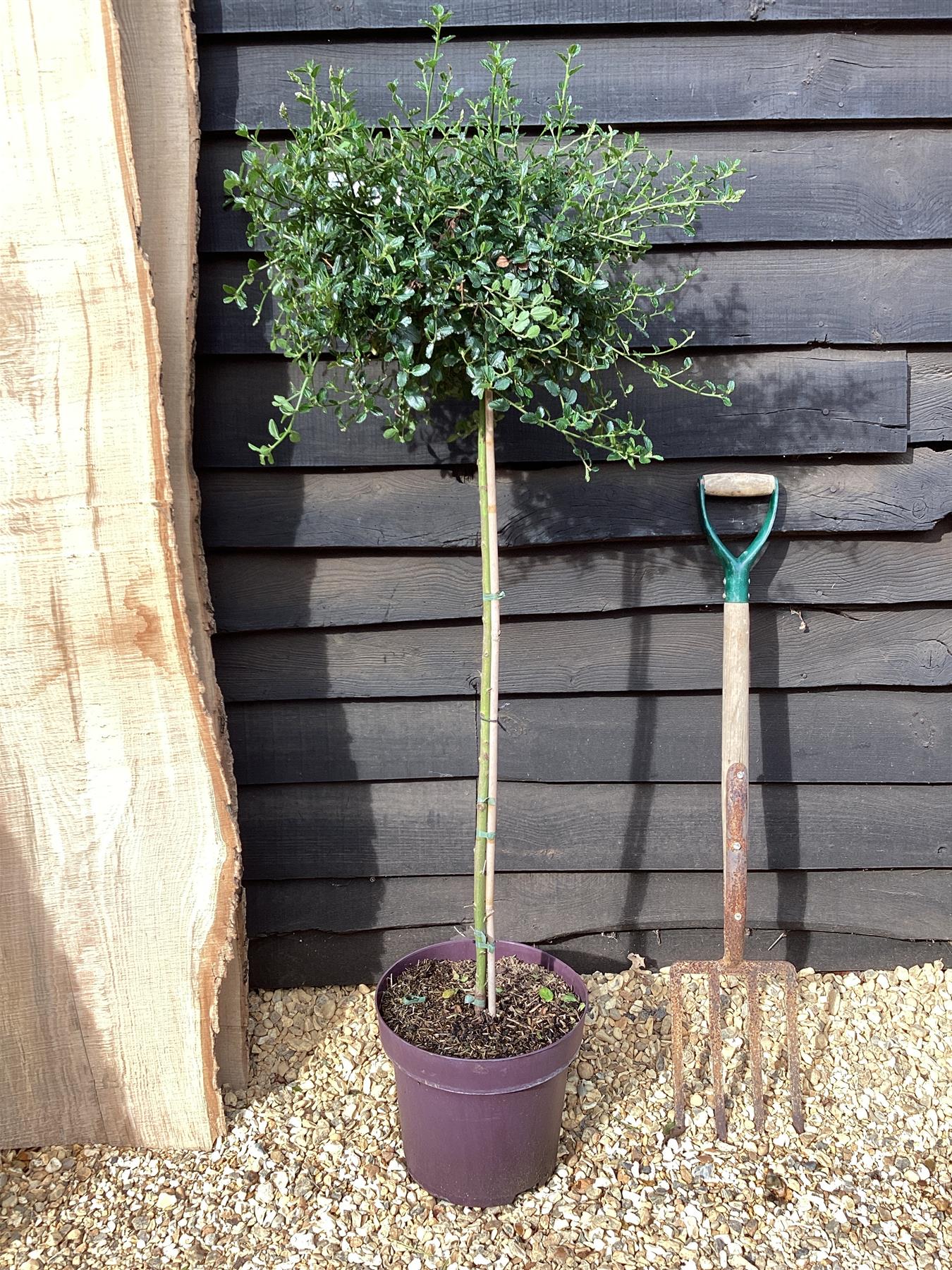 Ceanothus thyrsiflorus var. repens | Creeping blue blossom - Stem - 140-150cm, 12lt