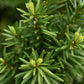 Taxus Media 'Hillii' | Yew Tree/Large Shrub - Upright Taxus - Bushy - Height 160-180cm - 130lt