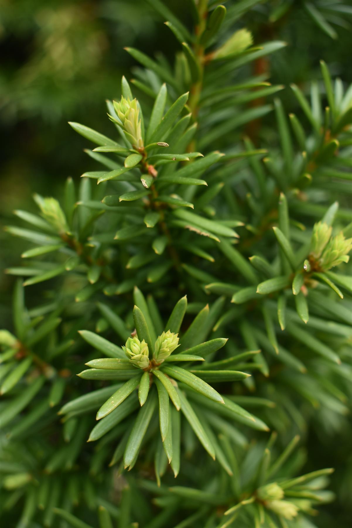 Taxus Media 'Hillii' | Yew Tree/Large Shrub - Upright Taxus - Bushy - Height 160-180cm - 130lt