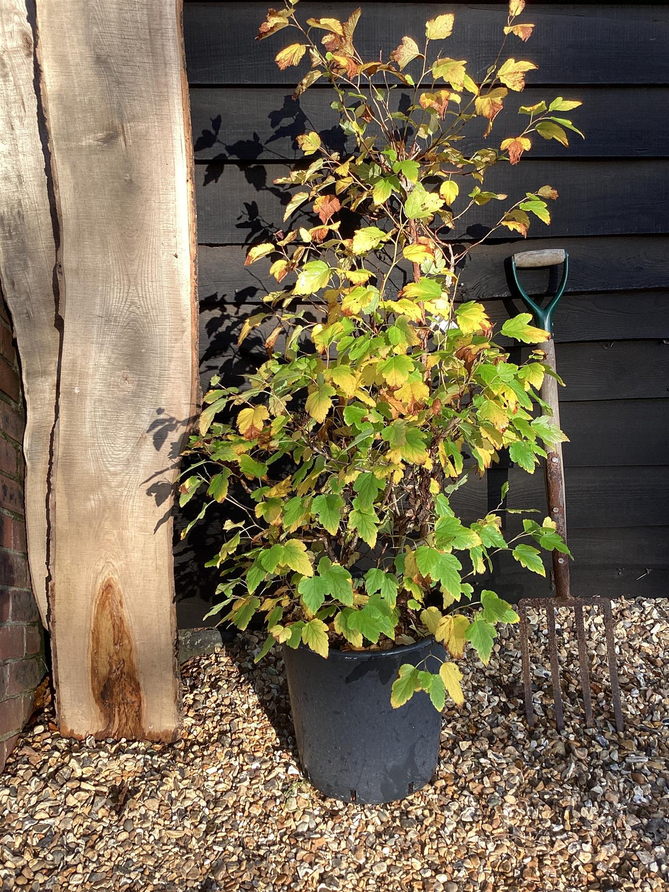 Physocarpus Darts Gold - 110/130cm, 30lt