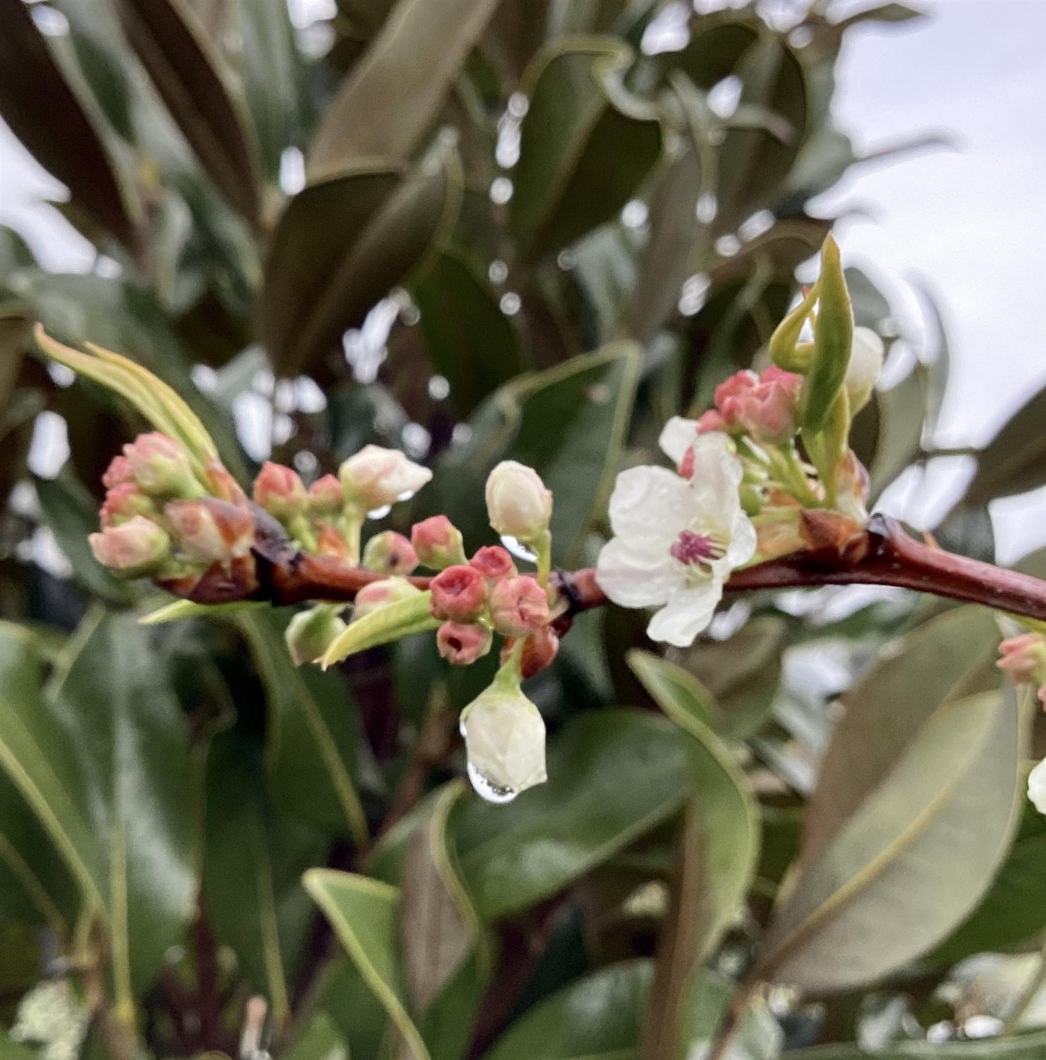 Pear - Pyrus calleryana 'Chanticleer' - 300-310cm, 30lt