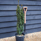 Yew Upright | Taxus baccata Fastigiata - Height 80-100cm - 9lt