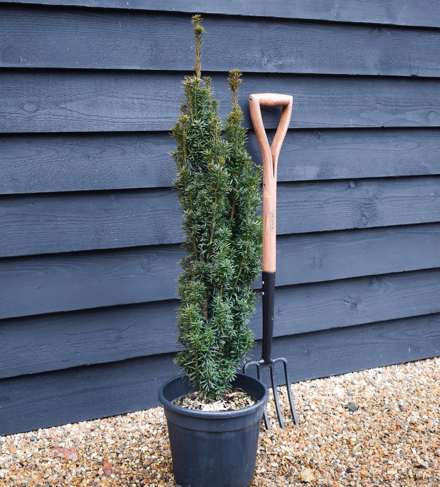 Yew Upright | Taxus baccata Fastigiata - Height 80-100cm - 9lt