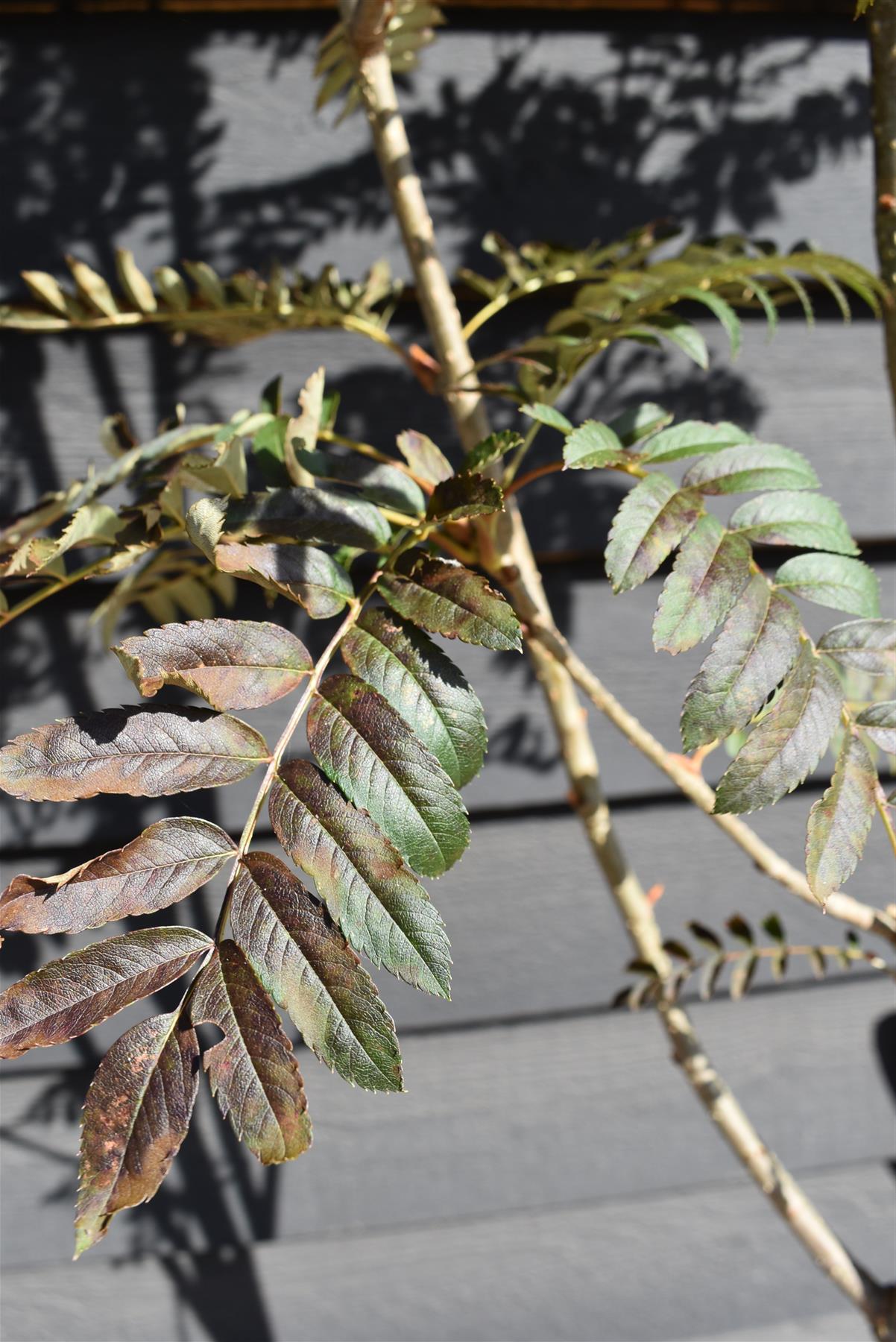 Sorbus 'Joseph Rock' | Mountain ash 'Joseph Rock' - 210-230cm, 20lt