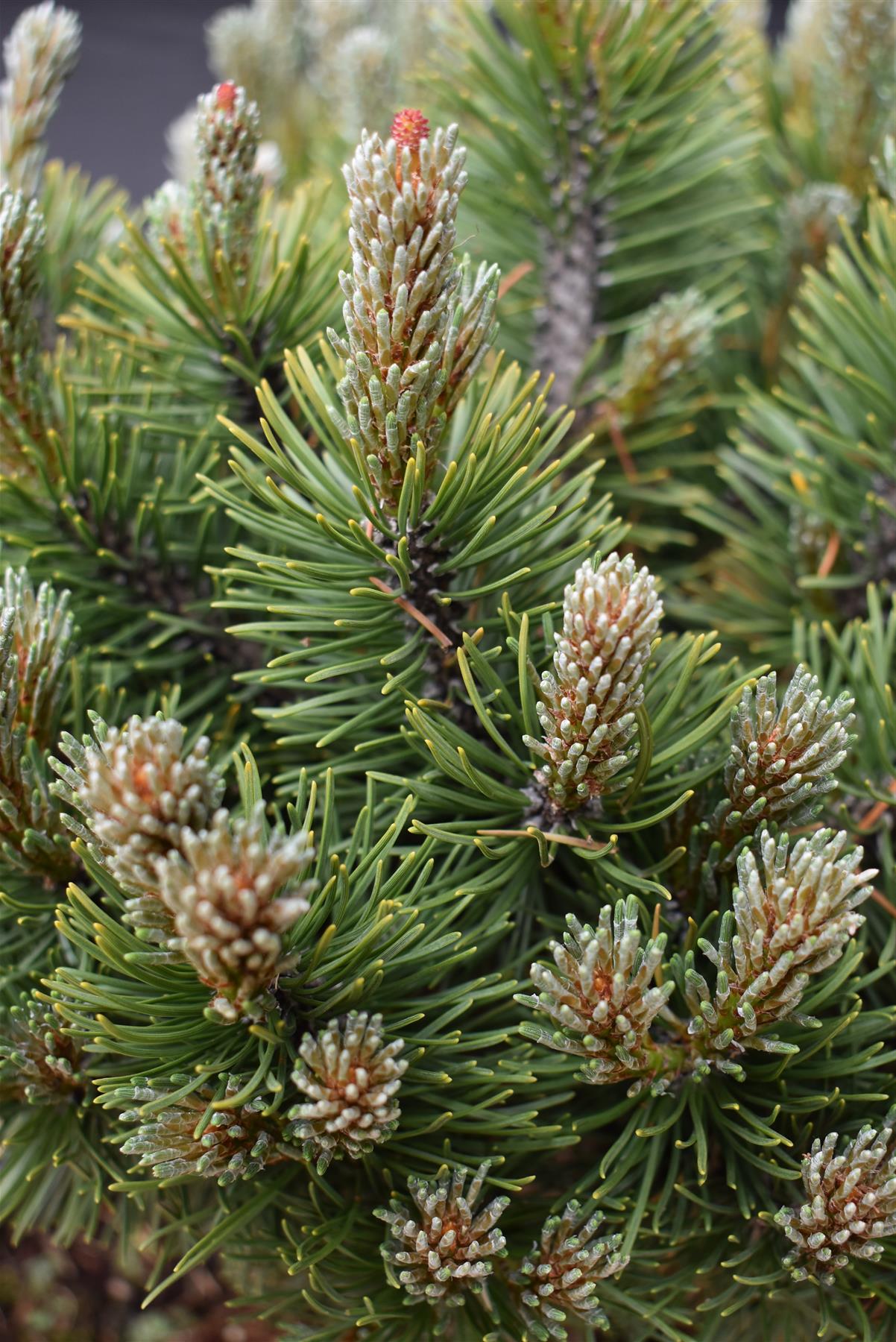 Pinus Mugo 'March' | Dwarf Mountain Pine - Height 40-50cm - Width 30cm - 11lt