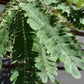 Albizia Julibrissin Evey's Pride | Silk Tree - Height 190-220cm - 12lt