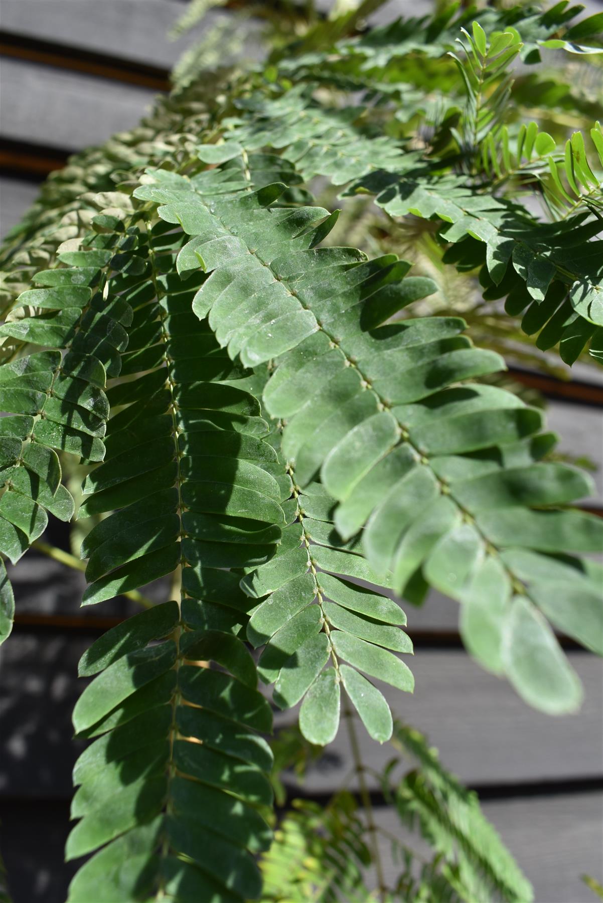 Albizia Julibrissin Evey's Pride | Silk Tree - Height 190-220cm - 12lt